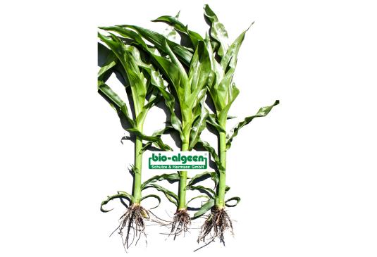 Check: Corn without and with S92