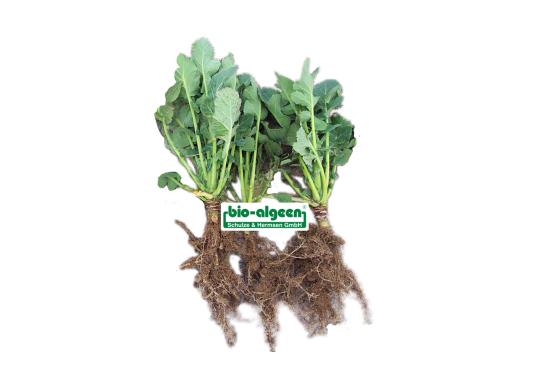 Check: Rape without and with S92