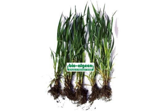 Check: Wheat without and with S92