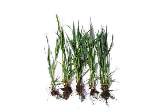 Check: Wheat without and with S92